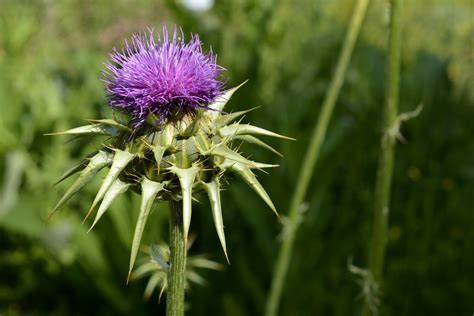 How To Control Types Of Thistles Uk Thistle Weed Killer