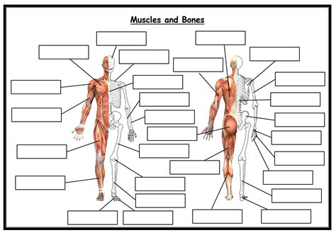 Blank Muscle Diagram Worksheet Printable Worksheet Template Images