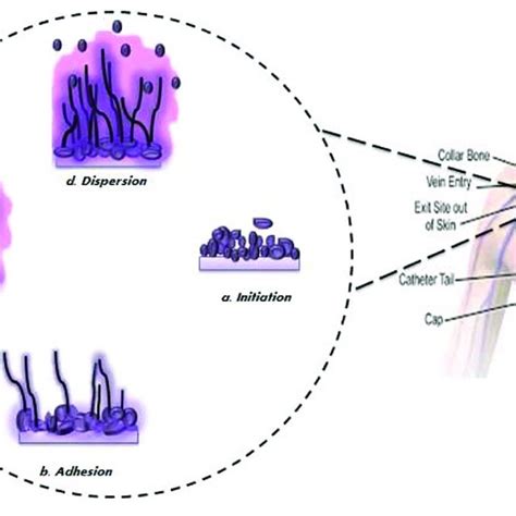 Pdf Mechanistic Understanding Of Candida Albicans Biofilm Formation