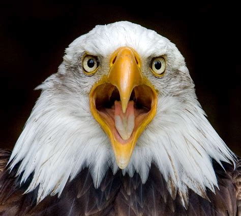 Bald Eagle Eagle Face Bald Eagle Eagle Cam