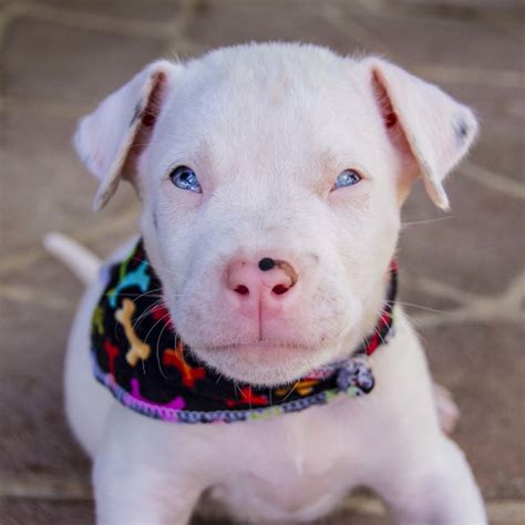 We knew from the size of our great dane that she was going to have a big litter. Adonis ~ Great Dane puppy (On Trial 15/2/18) - Large Male ...