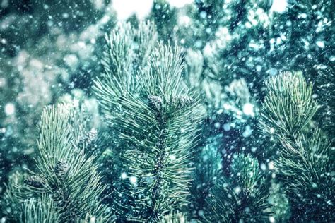 Green Branches Of Pine Tree On Snowfall Stock Image Image Of Closeup