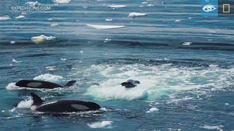 Wave Hunting Orcas Prey On Seal Antarctica Lindblad Expeditions