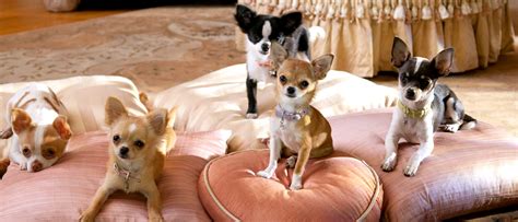Beverly Hills Chihuahua Disney Movies