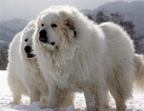 Big Dog Breeds Great Pyrenees Mountain Dog Breeds Large Dog Breeds