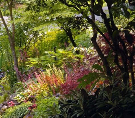 Dry Shade Gardening Under Trees Poses Challenges Shade Perennials