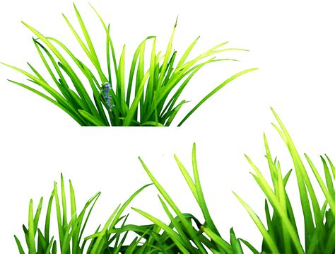 Grasses Clip Art Grass Png Image Green Grass Png Picture Png