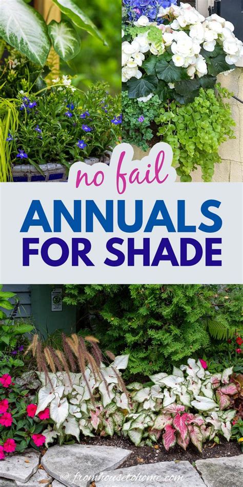 These Shade Annuals Will Add Colorful Flowers And Foliage To The