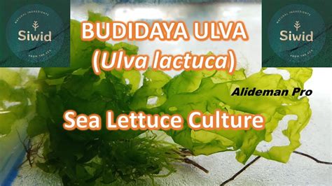 Budidaya Ulva Ulva Lactuca Di Wadah Terkontrol Sea Lettuce Cultured