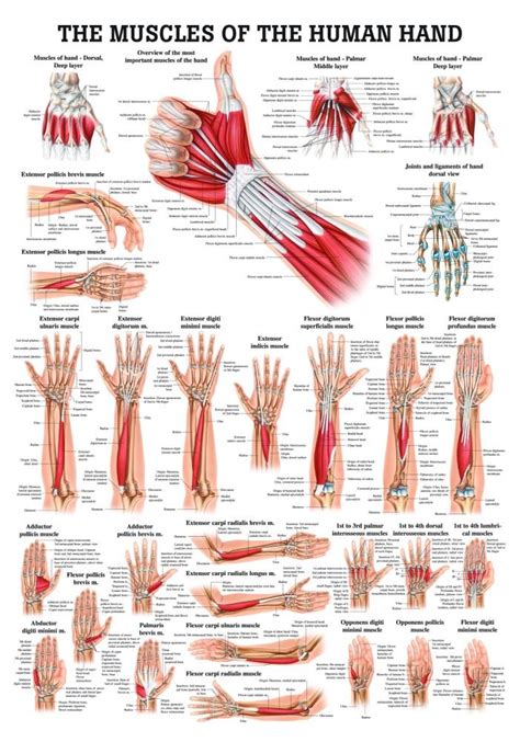 Bones Of Upper Limb Laminated Anatomy Chart Porn Sex Picture