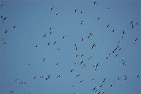Best Time To See White Stork Migration In Israel 2022 Roveme