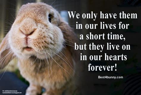 9 Special Ways To Remember Your Bunny Best 4 Bunny In 2021 Pet