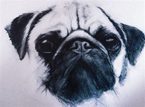 Pug Sketch Pencil Drawing Art Pencil Sketch Sketch Dog Shading