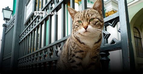 Например, петербуржцы будут строить самую высокую котобашню и создавать новую лежаночку для кота из старых вещей. Всемирный день петербургских котов и кошек, 2019 — идеи от ...