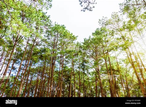 Beautiful Nature Many Tree Of The Pinus Kesiya Khasi Pine Benguet