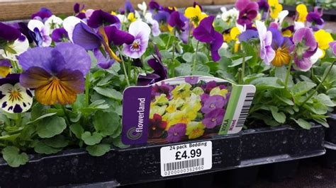 Bedding Plants Photo Albums Flowerland Home And Garden Iver