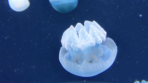 Tiny Jelly Fish Youtube