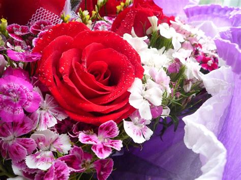 Fotos Gratis Flor Púrpura Pétalo Rosado Flora Rosa Roja Hermosa