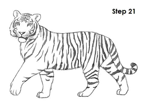 How To Draw A Tiger Video And Step By Step Pictures