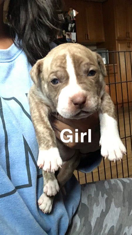 Miniature golden retriever puppies (cnj > central nj) hide this posting restore restore this posting. Pitbull Puppies for Sale in Bloomingdale, New Jersey