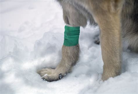 Dog Bandage Stock Images Download 1150 Royalty Free Photos
