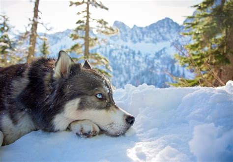 Mountains Animals Snow Siberian Husky Dog Wallpapers