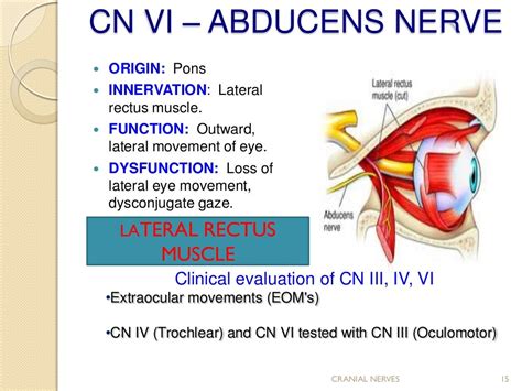 Cranial Nerve Assessmentsimple And Easy To Perform For Medics And P