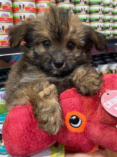 13 Things To Know About The Cute Pomapoo Breed Story Thedogsnobs