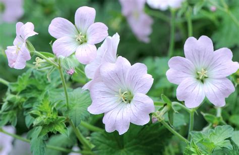 How To Grow Hardy Geraniums From Seed