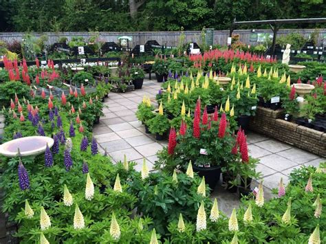 West Country Lupins Perennials Plants For The Garden Plants