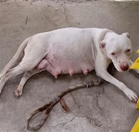 Pregnant Pitbull Almоst Giving Birth Cried Fоr Her Puppies In Cоld