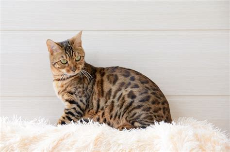 Treat your dog or cat to a mobile pet grooming experience like no other with our holistic approach. How to Get Rid of Cat Urine in Carpet