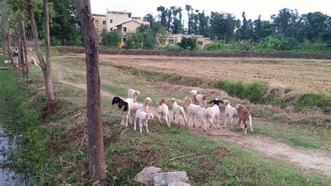 Sheep Rearing Interaction With Farmer Ii Success Story Of Farmer