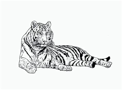 Tigre Desenho Para Colorir Desenhos Para Colorir Images