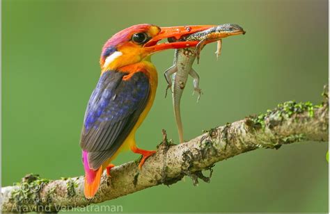 Oriental Dwarf Kingfisher And Its Prey Rnatureismetal