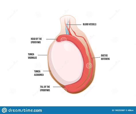Normal Testicular Anatomy Human Testis Vector Illustration Stock