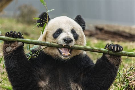 Giant Panda By Stocksy Contributor Adam Nixon Stocksy