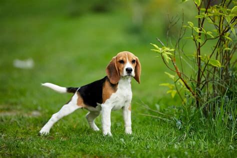 How To Stop A Beagle Barking The Quick And Easy Way