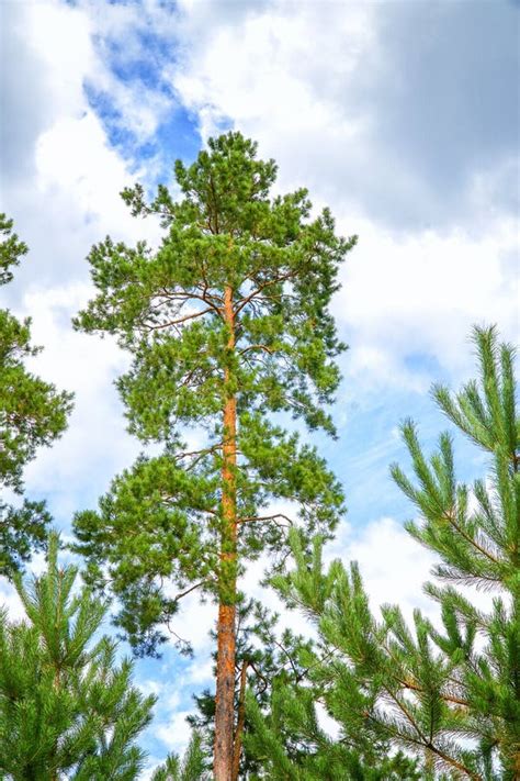 A Tall Pine Tree In A Pine Forest Stock Photo Image Of Green Forest