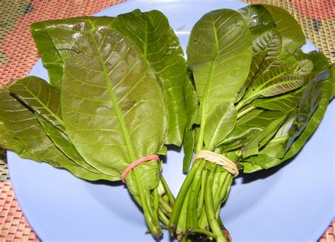 Tapi sebenarnya pokok ini digelar sebagai pokok pelaga atau nama saintifiknya elattaria cardamom. Diet Sihat: Pucuk Gajus