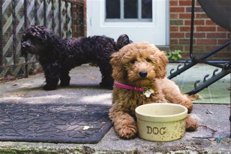 A goldendoodle can weigh around 45 to 100 pounds. Top 5 Choices Best Food For Goldendoodle Puppy (Plus ...