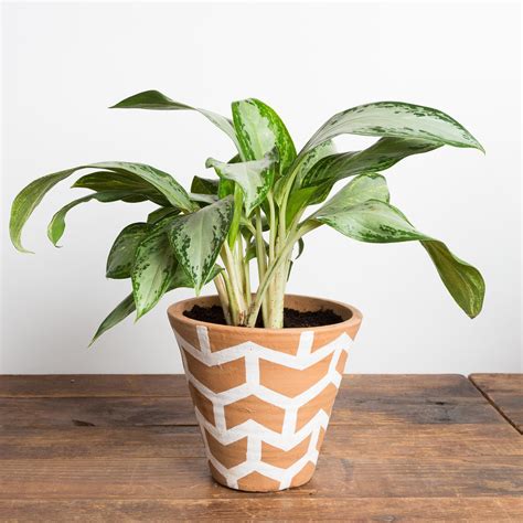 Chinese Evergreen ‘silver Bay Urban Sprouts
