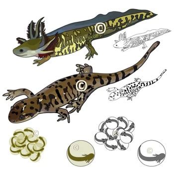 Spotted Salamander Life Cycle