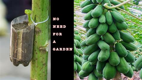 Propagate Papaya By Cuttings Potatoes Help Plants Grow 2 Times Faster