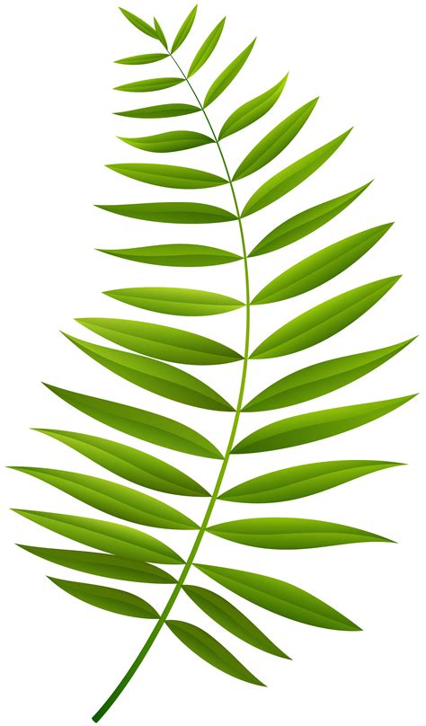 Palm Leaf Palm Leaf Clipart Leaf Clipart Png Transparent Clipart Image