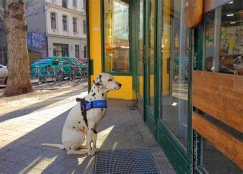 30 Photos Of Dogs Patiently Waiting For Their Owners