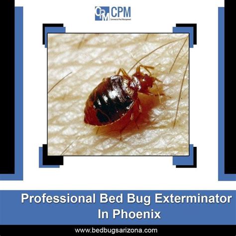 Hire A Renowned Professional Bed Bug Exterminator In Phoenix Get Rid