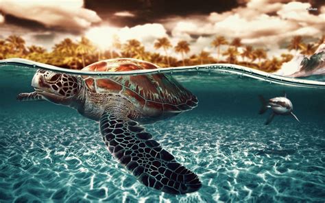 Cute Turtle Wallpaper 59 Images
