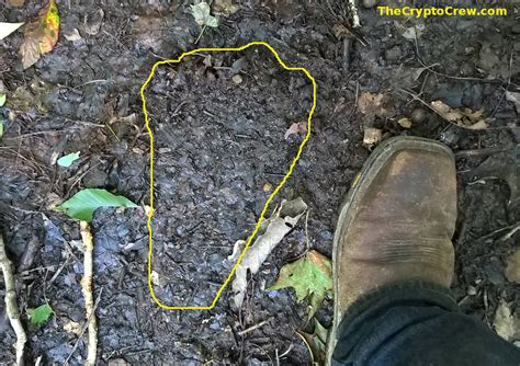 Bigfoot Tracks Found In Kentucky The Crypto Crew