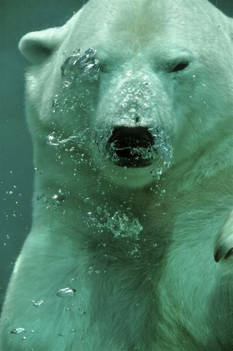 Polar Bears Free Stock Photos